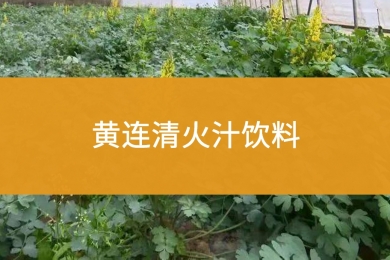 黄连清火汁饮料